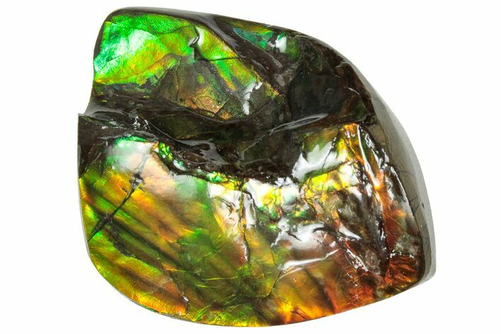 Iridescent Ammolite (Fossil Ammonite Shell) - Orange/Greens #310329